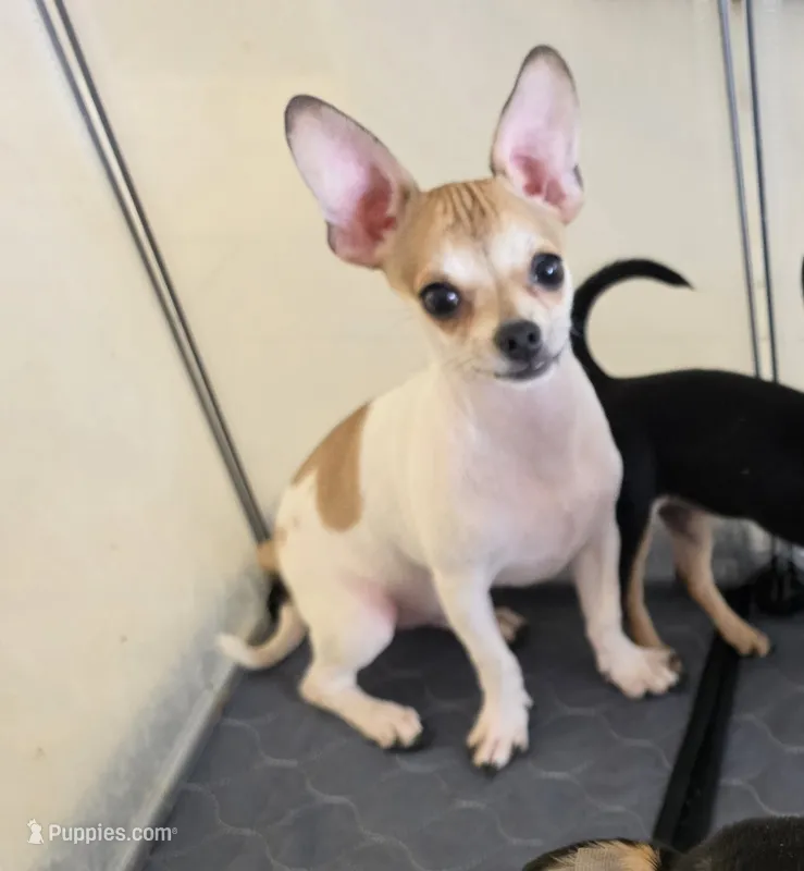Little boy spotted biege baby boy – Chihuahua puppy for sale in Lamont, CA