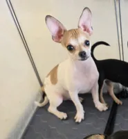 Little boy spotted biege baby boy, a male Chihuahua for sale in Lamont, CA – 1 of 2