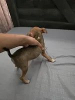 Brownie , a male Chihuahua for sale in Lamont, CA – 2 of 3