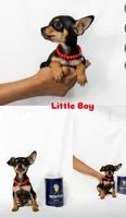 Cutie Pie Boy, a male Chihuahua for sale in Lamont, CA – Photo 2 of 2