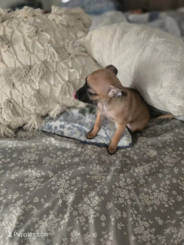 Xoloitzcuintli girl – Xoloitzcuintli puppy for sale in Lamont, CA