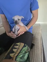 Baby boy, a male Xoloitzcuintli for sale in Lamont, CA – 2 of 4