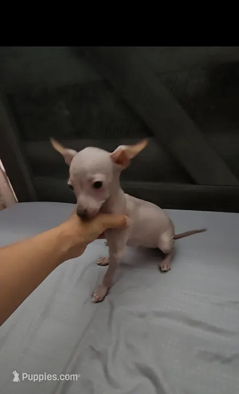 Hairless green eyes – Xoloitzcuintli puppy for sale in Lamont, CA