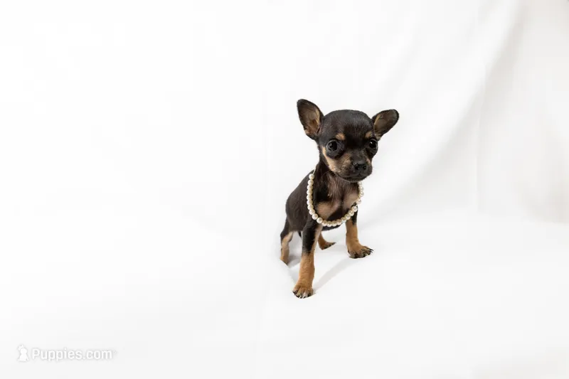 Tiny girl  – Chihuahua puppy for sale in Lamont, CA
