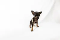 Tiny girl , a female Chihuahua for sale in Lamont, CA – 1 of 6