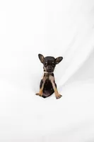 Tiny girl , a female Chihuahua for sale in Lamont, CA – 2 of 6
