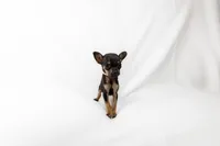 Tiny girl , a female Chihuahua for sale in Lamont, CA – 5 of 6