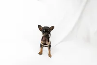 Tiny girl , a female Chihuahua for sale in Lamont, CA – 3 of 6