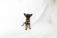 Tiny girl , a female Chihuahua for sale in Lamont, CA – 6 of 6