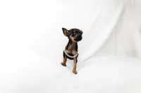 Tiny girl , a female Chihuahua for sale in Lamont, CA – 4 of 6