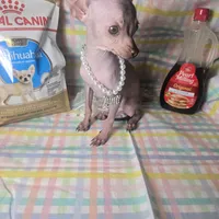 Tiny guy Green Eyes, a male Xoloitzcuintli for sale in Lamont, CA – Photo 2 of 3