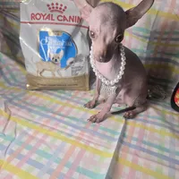 Tiny guy Green Eyes, a male Xoloitzcuintli for sale in Lamont, CA – Photo 1 of 3