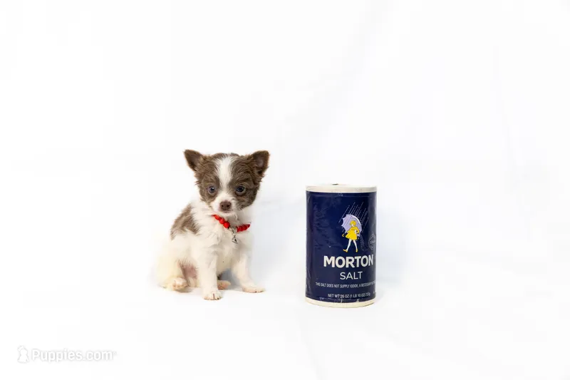 Grey eyes with blue.. Teacup  – Chihuahua puppy for sale in Lamont, CA