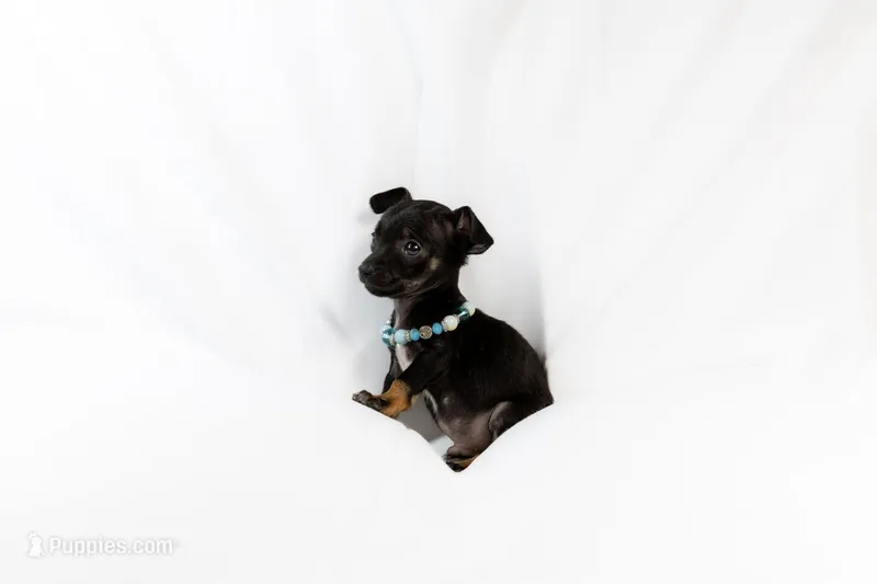 Tiny Little guy..Black – Chihuahua puppy for sale in Lamont, CA