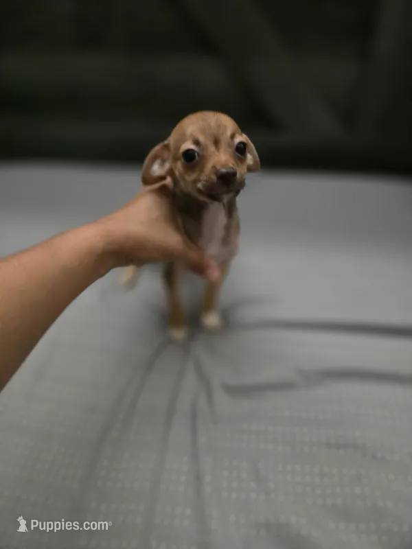 Brownie  – Chihuahua puppy for sale in Lamont, CA