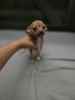 Brownie , a male Chihuahua for sale in Lamont, CA – 1 of 3