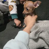 Beaut girl green eyes, a female Chihuahua for sale in Lamont, CA – Photo 1 of 5