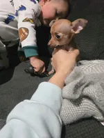 Beaut girl green eyes, a female Chihuahua for sale in Lamont, CA – Photo 1 of 5