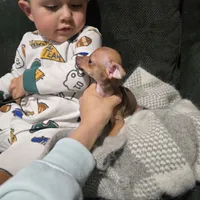 Beaut girl green eyes, a female Chihuahua for sale in Lamont, CA – Photo 3 of 5