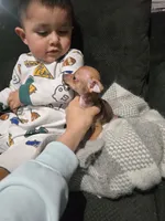 Beaut girl green eyes, a female Chihuahua for sale in Lamont, CA – Photo 3 of 5