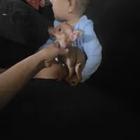 Beaut girl green eyes, a female Chihuahua for sale in Lamont, CA – Photo 4 of 5