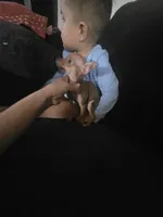 Beaut girl green eyes, a female Chihuahua for sale in Lamont, CA – Photo 4 of 5