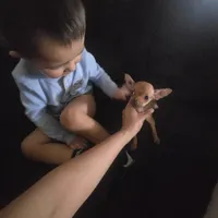 Beaut girl green eyes, a female Chihuahua for sale in Lamont, CA – Photo 5 of 5