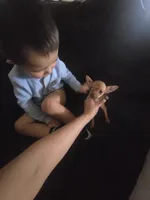 Beaut girl green eyes, a female Chihuahua for sale in Lamont, CA – Photo 5 of 5