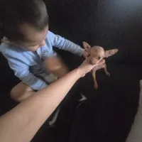 Beaut girl green eyes, a female Chihuahua for sale in Lamont, CA – Photo 2 of 5