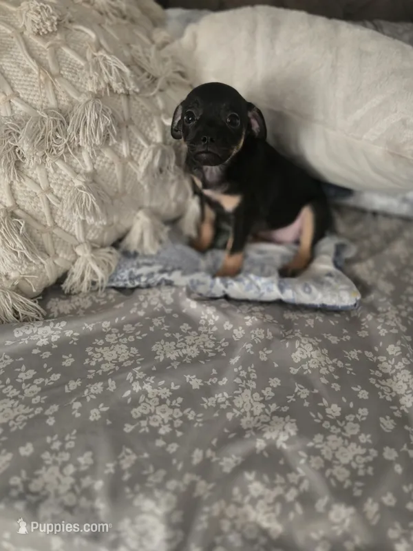 Xoloitzcuintli male – Xoloitzcuintli puppy for sale in Lamont, CA