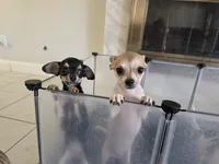 Tiny baby girl , a female Chihuahua for sale in Lamont, CA – 2 of 2
