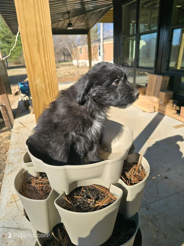 Blackie – Australian Shepherd, Miniature Goldendoodle puppy for sale in Orleans, IN