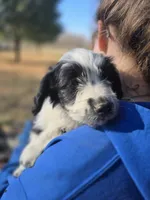 Heffy, a female Australian Shepherd and Miniature Goldendoodle for sale in Orleans, IN – Photo 7 of 10