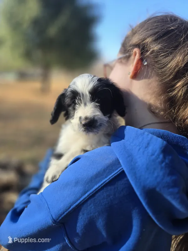 Heffy – Australian Shepherd, Miniature Goldendoodle puppy for sale in Orleans, IN