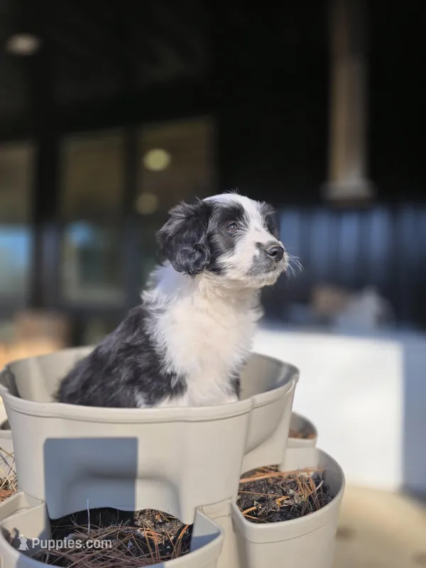 Heffy – Australian Shepherd, Miniature Goldendoodle puppy for sale in Orleans, IN