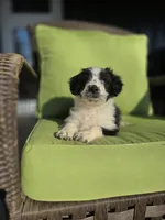 Heffy, a female Australian Shepherd and Miniature Goldendoodle for sale in Orleans, IN – Photo 6 of 10