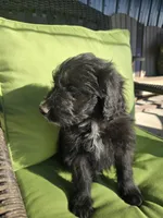 Teddy Bear, a male Australian Shepherd and Miniature Goldendoodle for sale in Orleans, IN – Photo 9 of 10