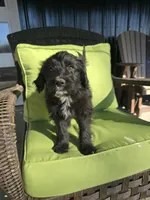 Teddy Bear, a male Australian Shepherd and Miniature Goldendoodle for sale in Orleans, IN – Photo 7 of 10