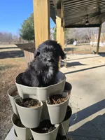 Teddy Bear, a male Australian Shepherd and Miniature Goldendoodle for sale in Orleans, IN – Photo 5 of 10