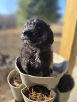 Teddy Bear, a male Australian Shepherd and Miniature Goldendoodle for sale in Orleans, IN – Photo 10 of 10