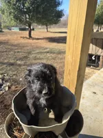 Teddy Bear, a male Australian Shepherd and Miniature Goldendoodle for sale in Orleans, IN – Photo 2 of 10
