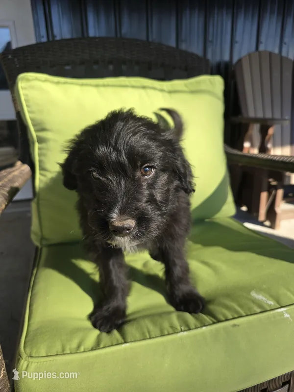 Teddy Bear – Australian Shepherd, Miniature Goldendoodle puppy for sale in Orleans, IN