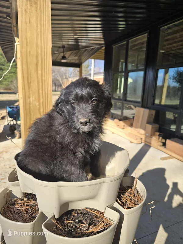 Teddy Bear – Australian Shepherd, Miniature Goldendoodle puppy for sale in Orleans, IN
