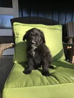 Teddy Bear, a male Australian Shepherd and Miniature Goldendoodle for sale in Orleans, IN – Photo 6 of 10