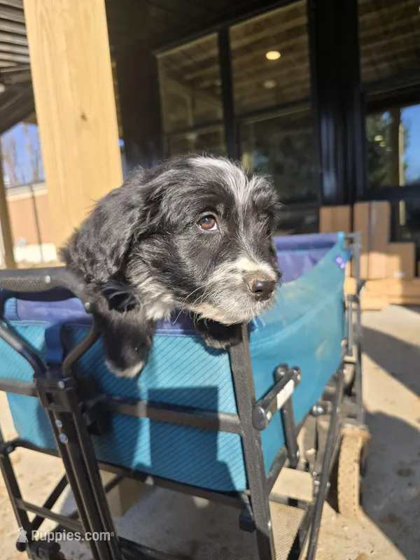Fidget – Australian Shepherd, Miniature Goldendoodle puppy for sale in Orleans, IN