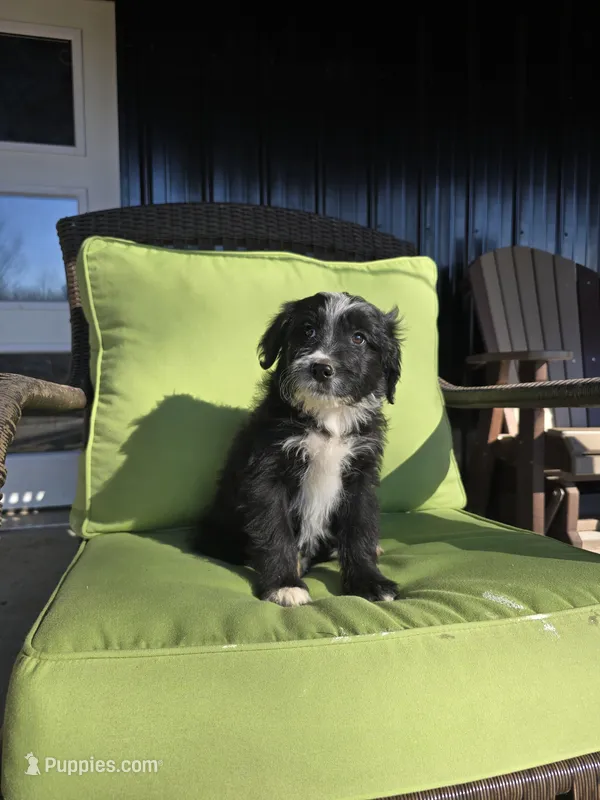 Fidget – Australian Shepherd, Miniature Goldendoodle puppy for sale in Orleans, IN