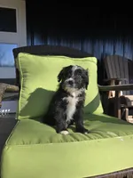 Fidget, a female Australian Shepherd and Miniature Goldendoodle for sale in Orleans, IN – Photo 3 of 10