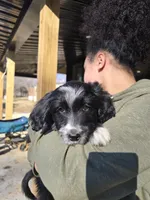 Fidget, a female Australian Shepherd and Miniature Goldendoodle for sale in Orleans, IN – Photo 7 of 10