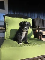 Fidget, a female Australian Shepherd and Miniature Goldendoodle for sale in Orleans, IN – Photo 4 of 10
