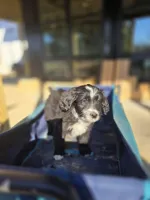 Fidget, a female Australian Shepherd and Miniature Goldendoodle for sale in Orleans, IN – Photo 10 of 10